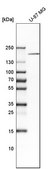 Anti-DOCK3 antibody produced in rabbit Prestige Antibodies&#174; Powered by Atlas Antibodies, affinity isolated antibody, buffered aqueous glycerol solution