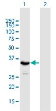 Anti-SIRT4 antibody produced in mouse purified immunoglobulin, buffered aqueous solution