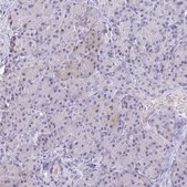 Anti-NGB antibody produced in rabbit Prestige Antibodies&#174; Powered by Atlas Antibodies, affinity isolated antibody, buffered aqueous glycerol solution