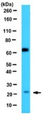 Anti-VEGF 165b Antibody, clone 56/1 clone 56/1, 1&#160;mg/mL, from mouse