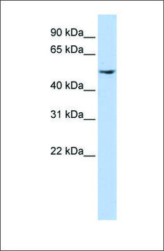 Anti-DCTN2 antibody produced in rabbit affinity isolated antibody