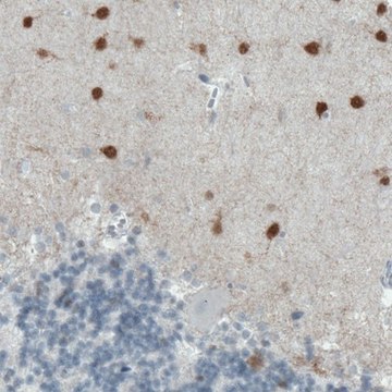 Monoclonal Anti-SCGN antibody produced in mouse Prestige Antibodies&#174; Powered by Atlas Antibodies, clone CL0273, purified immunoglobulin, buffered aqueous glycerol solution
