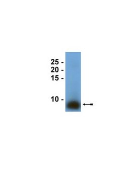 Anti-Surfactant Protein B Antibody serum, Upstate&#174;