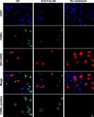 Anti-Fas Antibody (human, activating), clone CH11 clone CH11, Upstate&#174;, from mouse