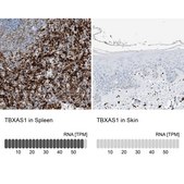 Anti-TBXAS1 antibody produced in rabbit Prestige Antibodies&#174; Powered by Atlas Antibodies, affinity isolated antibody, buffered aqueous glycerol solution