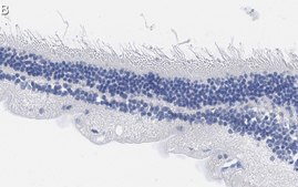 Anti-Rhodopsin CT Antibody, clone Rho 1D4 ZooMAb&#174; Mouse Monoclonal recombinant, expressed in HEK 293 cells