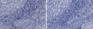 Anti-NLRP3 Antibody, clone 4B4 ZooMAb&#174; Rabbit Monoclonal recombinant, expressed in HEK 293 cells
