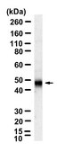 Anti-Cyclin E Antibody, clone 1C7 ZooMAb&#174; Rabbit Monoclonal recombinant, expressed in HEK 293 cells
