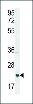 ANTI-ASCL2 (N-TERM) antibody produced in rabbit IgG fraction of antiserum, buffered aqueous solution