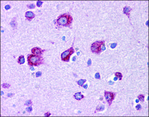 Anti-MFSD2A antibody produced in rabbit affinity isolated antibody