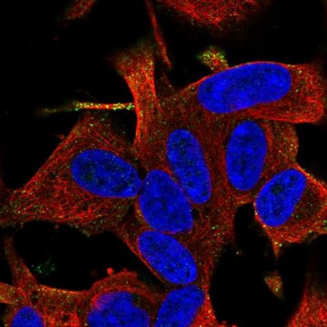 Anti-RGS17 antibody produced in rabbit Prestige Antibodies&#174; Powered by Atlas Antibodies, affinity isolated antibody
