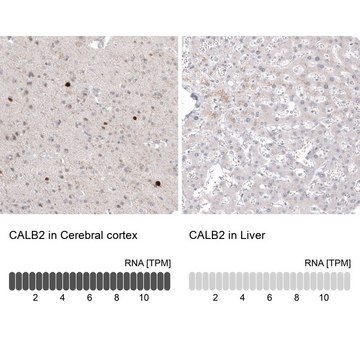 Anti-CALB2 antibody produced in mouse Prestige Antibodies&#174; Powered by Atlas Antibodies, clone CL12836, purified by using Protein A, buffered aqueous glycerol solution