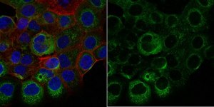 Anti-p62 (Sequestosome-1) Antibody, clone 11C9.2 Antibody, Alexa Fluor&#8482; 488 Conjugate from mouse, ALEXA FLUOR&#8482; 488