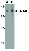 Anti-Trail antibody produced in rabbit IgG fraction of antiserum, buffered aqueous solution