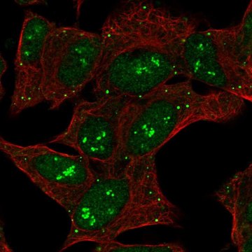 Anti-CNTNAP5 antibody produced in rabbit Prestige Antibodies&#174; Powered by Atlas Antibodies, affinity isolated antibody