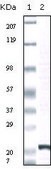 Monoclonal Anti-FGF2 antibody produced in mouse clone 2H5G2C11, ascites fluid