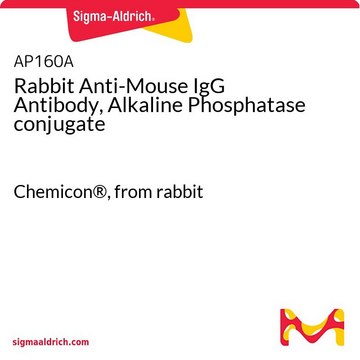 Rabbit Anti-Mouse IgG Antibody, Alkaline Phosphatase conjugate Chemicon&#174;, from rabbit