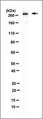 Anti-Talin 1 Antibody, clone TA205, N-Term, Ascites Free clone TA205, from mouse
