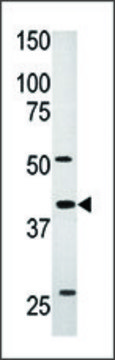 Anti-ART5 (C-term) antibody produced in rabbit IgG fraction of antiserum, buffered aqueous solution