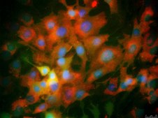 Mouse OP9-DL4 Delta-like 4 Notch Ligand Cell Line