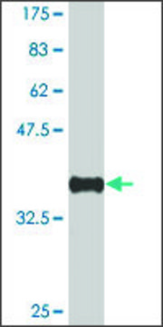 Monoclonal Anti-NSD1 antibody produced in mouse clone 1C12, purified immunoglobulin, buffered aqueous solution