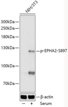 Anti-Phospho-EPHA2-S897 antibody produced in rabbit
