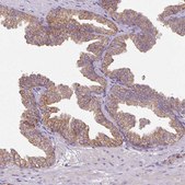 Anti-SQRDL antibody produced in rabbit Prestige Antibodies&#174; Powered by Atlas Antibodies, affinity isolated antibody, buffered aqueous glycerol solution
