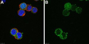 Anti-SCN2A Antibody, clone 3F19 ZooMAb&#174; Rabbit Monoclonal recombinant, expressed in HEK 293 cells