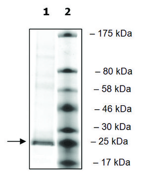 PLA2G12A human recombinant, expressed in mammalian cells, &#8805;80% (SDS-PAGE)