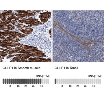 Anti-GULP1 antibody produced in rabbit Prestige Antibodies&#174; Powered by Atlas Antibodies, affinity isolated antibody, buffered aqueous glycerol solution