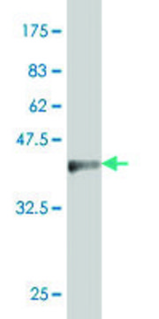 Monoclonal Anti-FOXF2 antibody produced in mouse clone 2F5, purified immunoglobulin, buffered aqueous solution