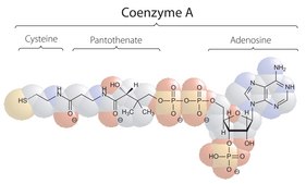 Coenzyme&#160;A trilithium salt &#8805;93%