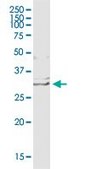 Anti-EDN1 antibody produced in mouse purified immunoglobulin, buffered aqueous solution