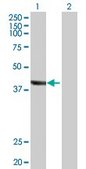Anti-TRDMT1 antibody produced in rabbit purified immunoglobulin, buffered aqueous solution