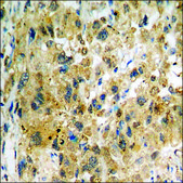 Anti-phospho-NF-kappaB p65 (pThr435) antibody produced in rabbit affinity isolated antibody