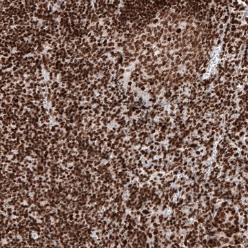 Monoclonal Anti-H2AFY antibody produced in mouse Prestige Antibodies&#174; Powered by Atlas Antibodies, clone CL5245, purified immunoglobulin, buffered aqueous glycerol solution
