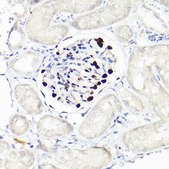 Anti-WT1 Antibody, clone 6L9X6, Rabbit Monoclonal