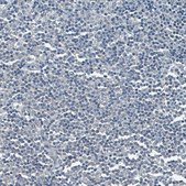 Monoclonal Anti-SOX11 antibody produced in mouse Prestige Antibodies&#174; Powered by Atlas Antibodies, clone CL0142, purified immunoglobulin, buffered aqueous glycerol solution