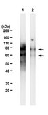 Anti-Dab1 Antibody, clone 4E12 clone 4E12, from rat