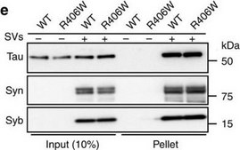 Anti-Synapsin I Antibody Chemicon&#174;, from rabbit