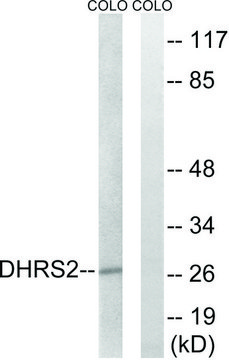 Anti-DHRS2 antibody produced in rabbit affinity isolated antibody