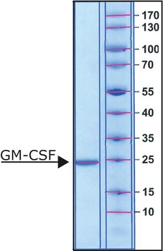 Granulocyte-Macrophage Colony-Stimulating Factor human GM-CSF, Animal-component free, recombinant, expressed in E. coli, suitable for cell culture