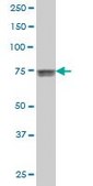Monoclonal Anti-KCNQ4 antibody produced in mouse clone 2H6, purified immunoglobulin, buffered aqueous solution