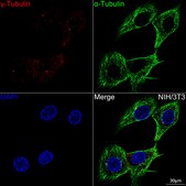 Anti-&#947;-Tubulin Antibody, clone 5R3N3, Rabbit Monoclonal