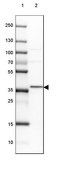 Anti-MLST8 antibody produced in rabbit Prestige Antibodies&#174; Powered by Atlas Antibodies, affinity isolated antibody, buffered aqueous glycerol solution