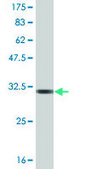 Monoclonal Anti-GNRH1, (C-terminal) antibody produced in mouse clone 1C2, ascites fluid