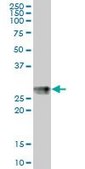Anti-HLA-DPB1 antibody produced in mouse purified immunoglobulin, buffered aqueous solution