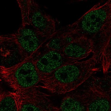 Anti-HOXB8 antibody produced in rabbit Prestige Antibodies&#174; Powered by Atlas Antibodies, affinity isolated antibody