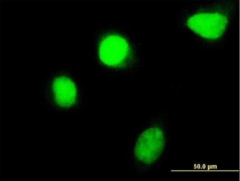 Monoclonal Anti-HOXC4, (C-terminal) antibody produced in mouse clone 2D6, purified immunoglobulin, buffered aqueous solution