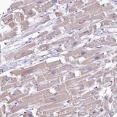 Anti-FCHSD2 antibody produced in rabbit Prestige Antibodies&#174; Powered by Atlas Antibodies, affinity isolated antibody, buffered aqueous glycerol solution